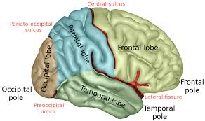 Il centro di comando del  cervello