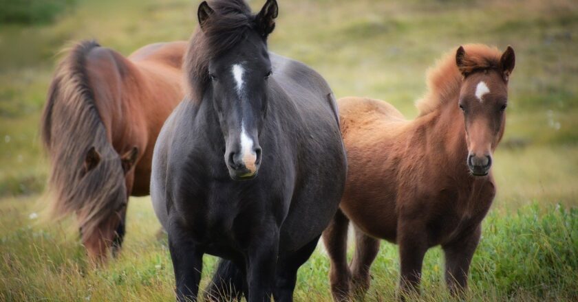 Il  cavallo  nelle  guerre medioevali