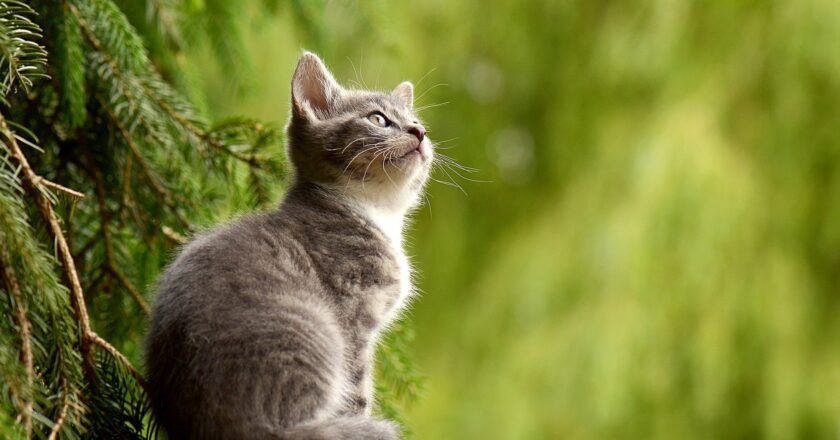 Perché i gatti cadono sempre in piedi