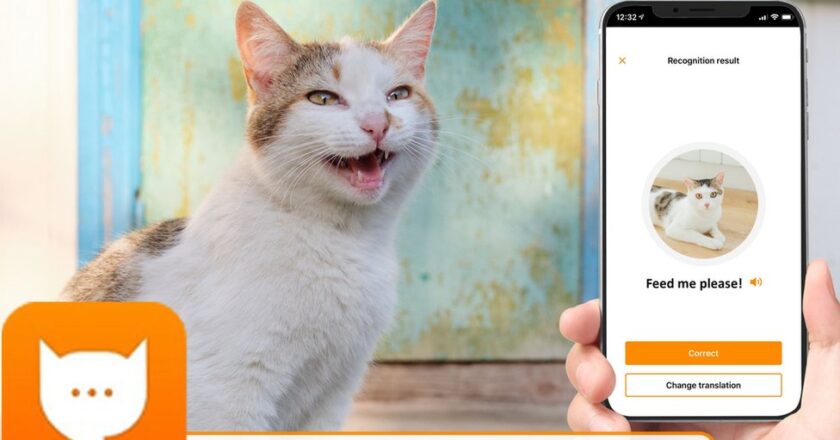 MeowTalk: la nuova app che traduce i miagolii dei gatti in parole umane