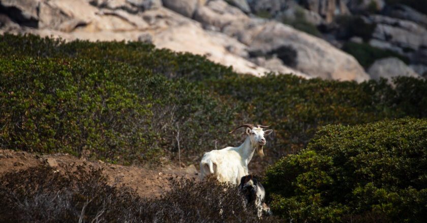 L’Ente Parco ha deciso di sfrattare gli animali allo stato brado dall’Asinara