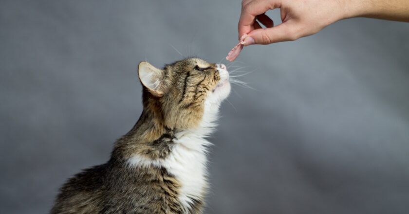 Gatti: ecco i tre odori che proprio non sopportano