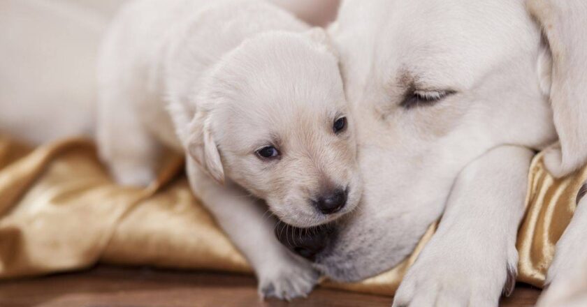 Dalla scienza arriva il vero metodo per calcolare l’età del cane