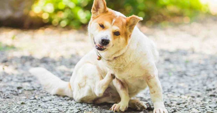 Azioni molto comuni del cane. Una però va tenuta sotto controllo