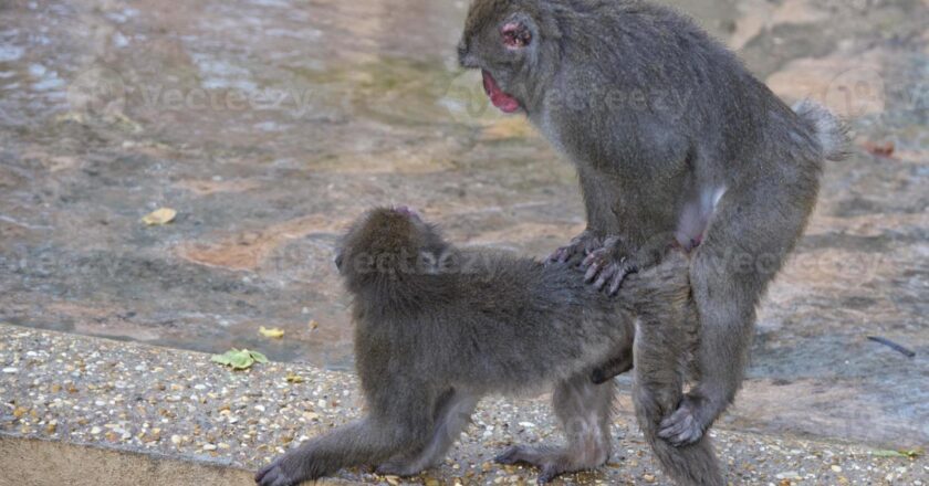 Il sesso tra animali, dove tutto è possibile