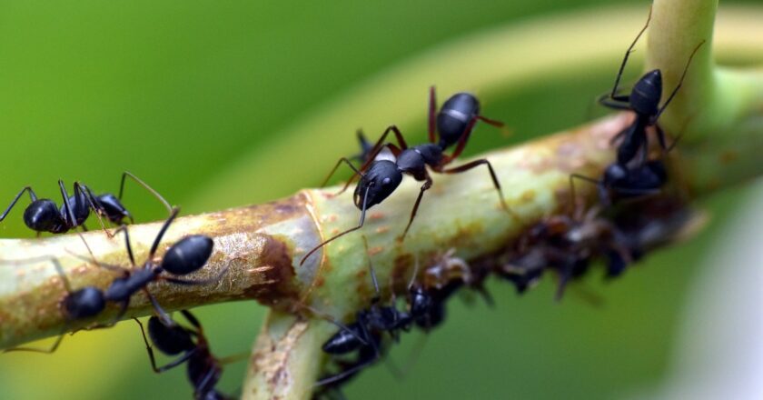 Numeri e aspetti sorprendenti  del mondo delle formiche