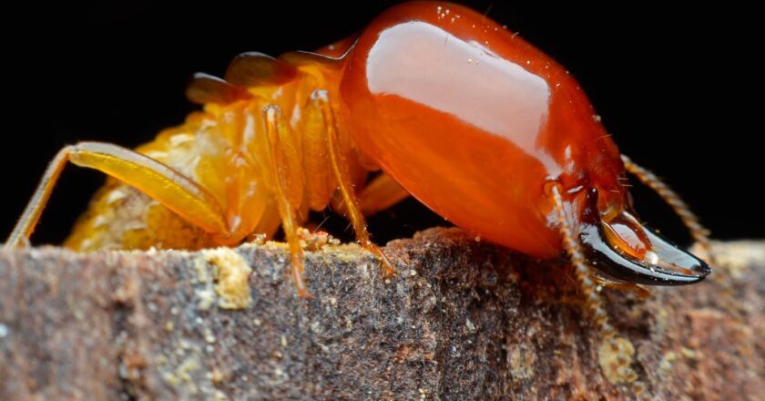 Le termiti, non solo divoratrici di legno