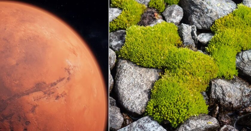 Scoperta una pianta con il potenziale di crescere su Marte
