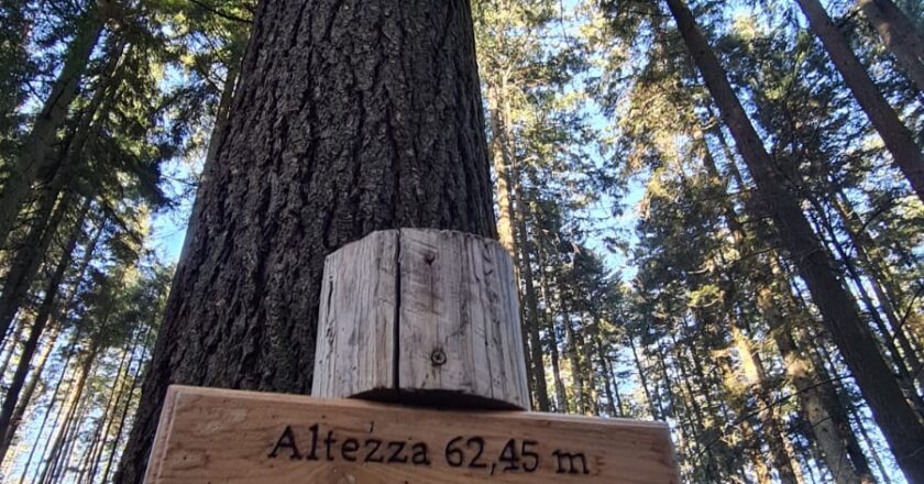 Gli alberi più grandi e longevi del  mondo