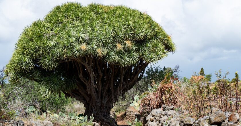 Alberi dalle  strane  forme