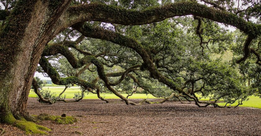 La quercia: simbolo di forza e resilienza